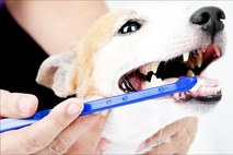 반려동물의 치아를 노년기까지 유지하려면 ‘양치’가 필수!