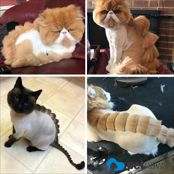 고양이 디노컷