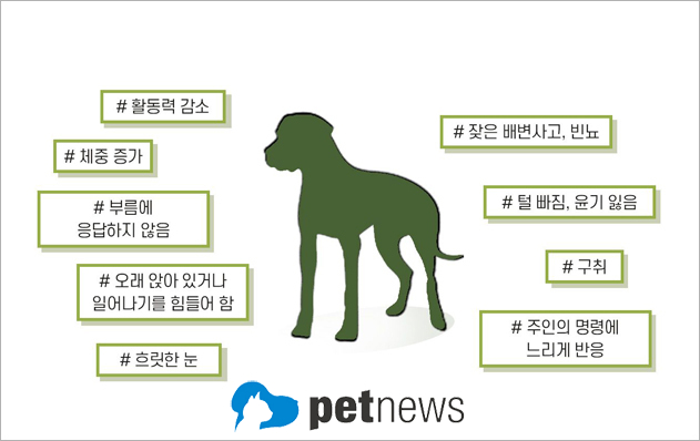 시니어견에서 발견되는 주요한 노화 현상