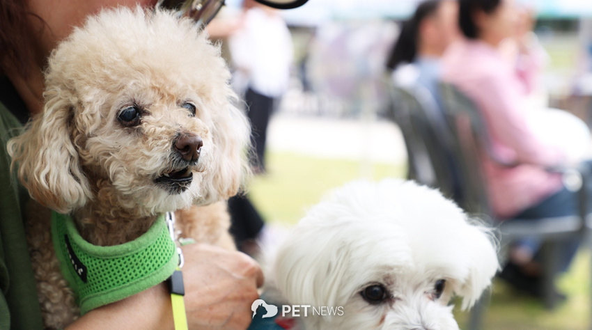 반려동물 축제의 강아지들 사진=안양시