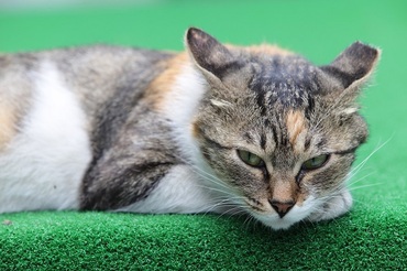반려동물 질환 분석 ‘라이펫’, 삼성전자 스타트업 육성 프로그램 선정