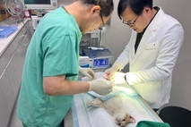 일요일에도 오시개...순천, 반려동물 공공진료소 일요일에도 문 연다