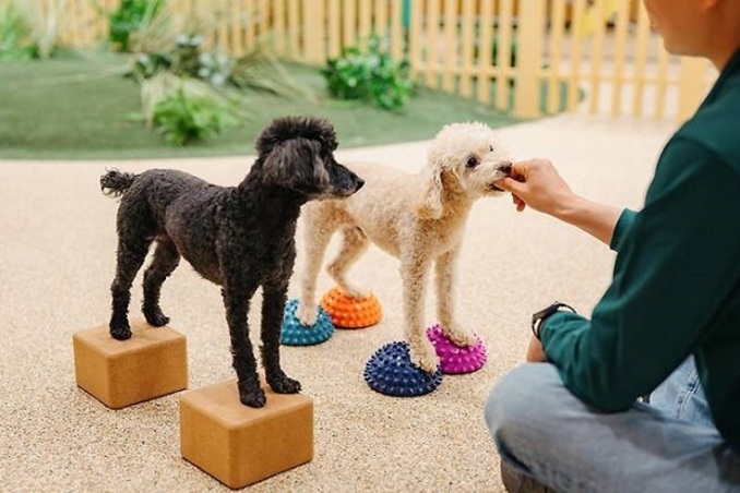 교원그룹 키녹, 반려동물 이색 패키지 출시