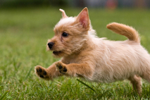 국민 30 반려동물 양육, 월평균 12만 원 지출