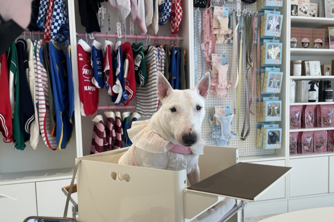 멍플루언서 잡아라…펫푸드업계, SNS 중심 마케팅 경쟁 가속